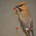 Bohemian Waxwing