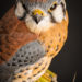 Kestrel